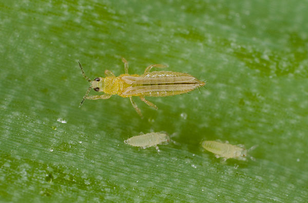 Thrips tabaci shop