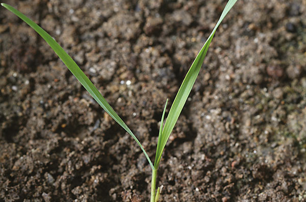 Wild Oat wild-oat